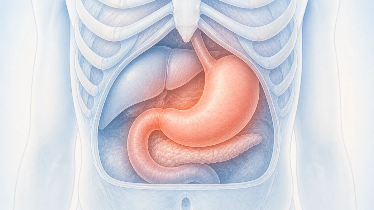 Stomach pain and upper abdominal pain: understanding it and knowing when to see a doctor